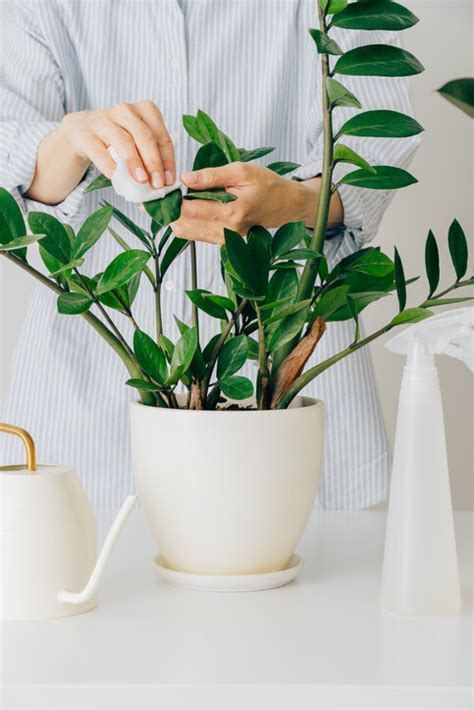 水 種 植物 風水|【風水植物】